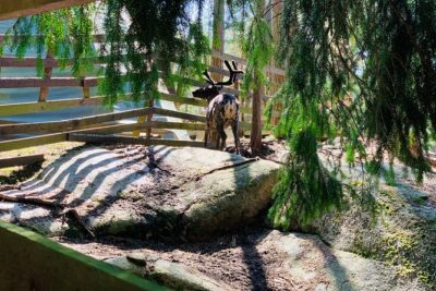 Reindeer Park & Horse Stables Safari