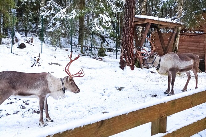 Reindeer Park & Horse Stables Safari - Why the three-hour length can work