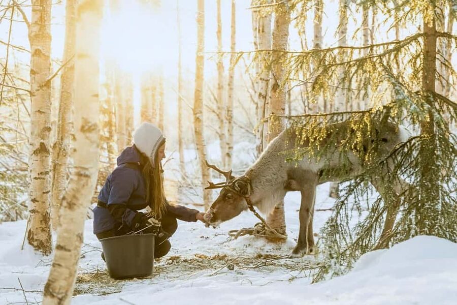 Reindeer Safari at a 200-Year-Old Farm & Long Sled Ride - Key things to know before booking