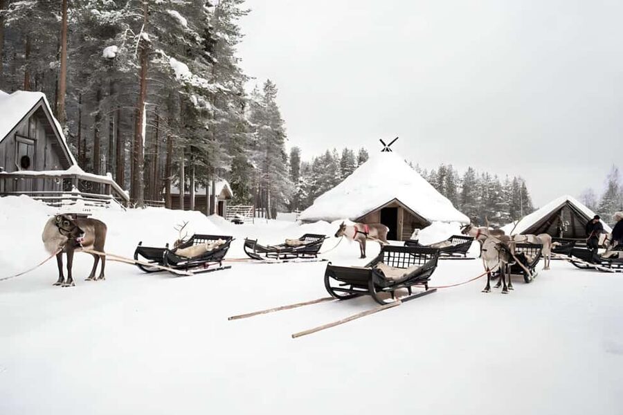 Reindeer Safari at a 200-Year-Old Farm & Long Sled Ride - Earning the reindeer-driving license
