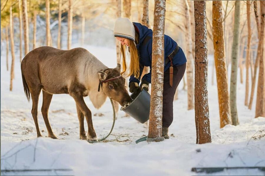 Reindeer Safari at a 200-Year-Old Farm & Long Sled Ride - Pickup, timing, and group size