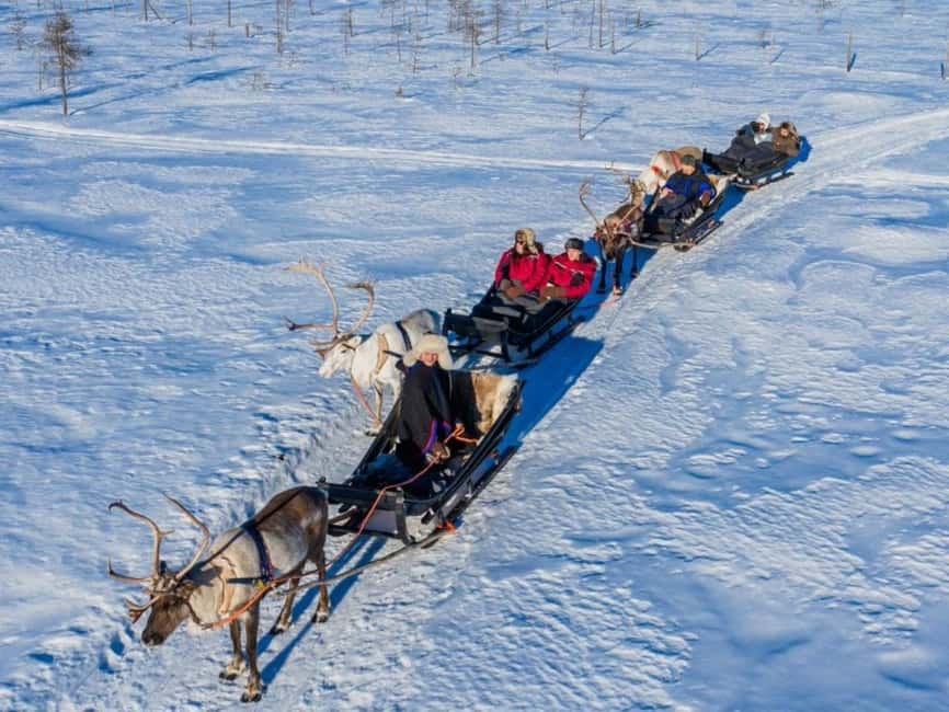 Reindeer Safari at a 200-Year-Old Farm & Long Sled Ride - Meeting the reindeer before the sled ride