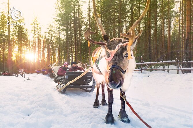 Reindeer Safari in Arctic Wilderness - Key things to know before booking
