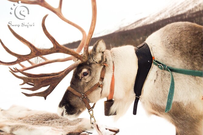 Reindeer Safari in Arctic Wilderness - From Santa Claus Village into the Arctic forest