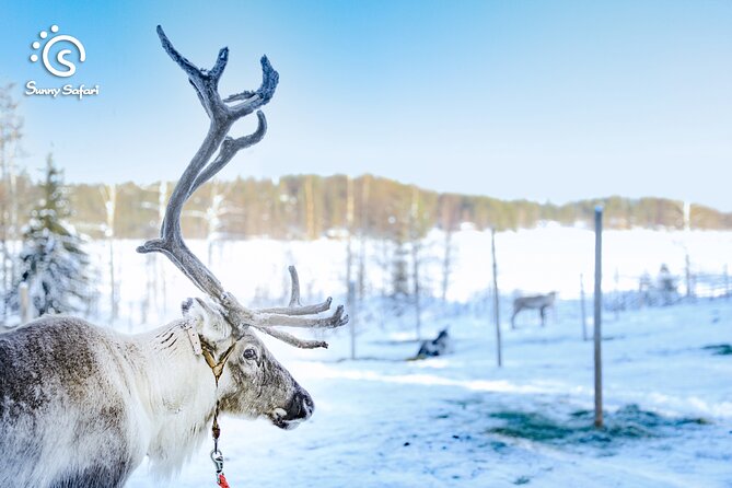 Reindeer Safari in Arctic Wilderness - Thermal suits, blankets, and winter comfort