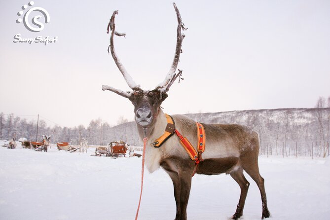 Reindeer Safari in Arctic Wilderness - Is $238.85 a fair price?