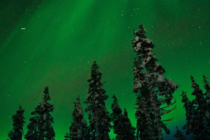 Rovaniemi 2 days Activities Package - Ranua Wildlife Park takes up the quieter second day
