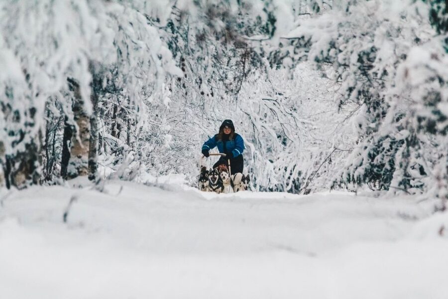 Rovaniemi: Apukka Husky Adventure - Learning to mush your own sled