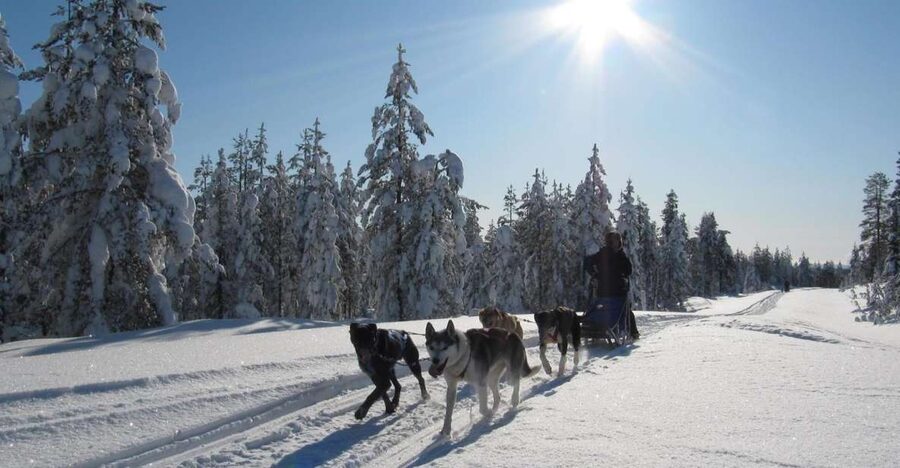 Rovaniemi: Apukka Husky Adventure - The 7 to 10 kilometer run through snowy forest