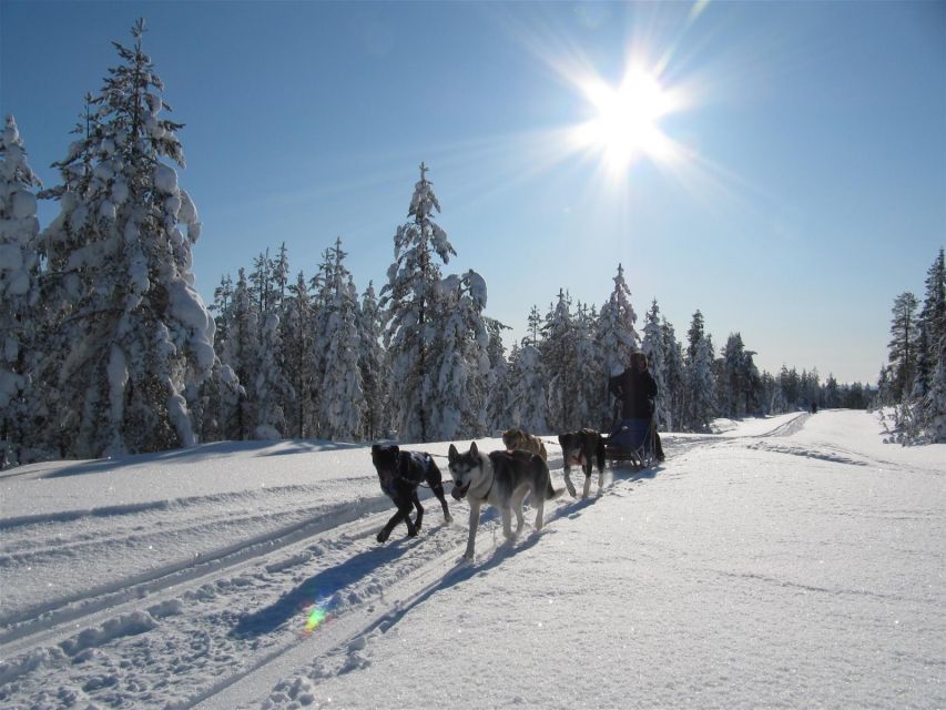 Rovaniemi: Apukka Husky Adventure - First meeting with the Apukka huskies