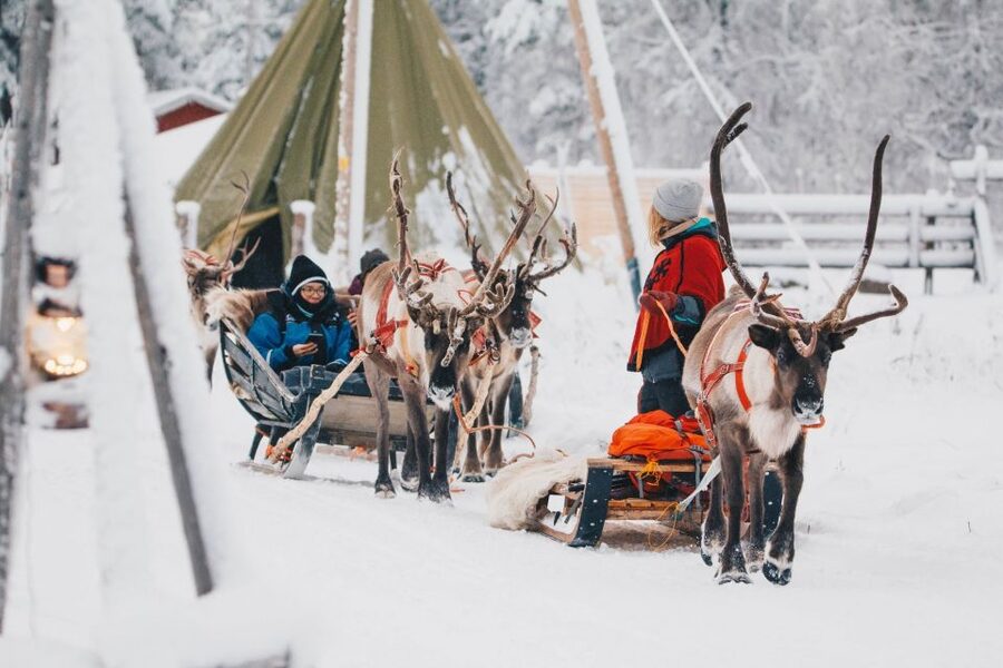 Rovaniemi: Apukka Reindeer Journey - Meeting the reindeer before and after the ride