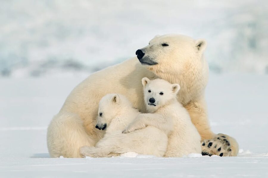 Rovaniemi: Arctic Animals Sleigh Rides and Wildlife Zoo - Key things to know before you book
