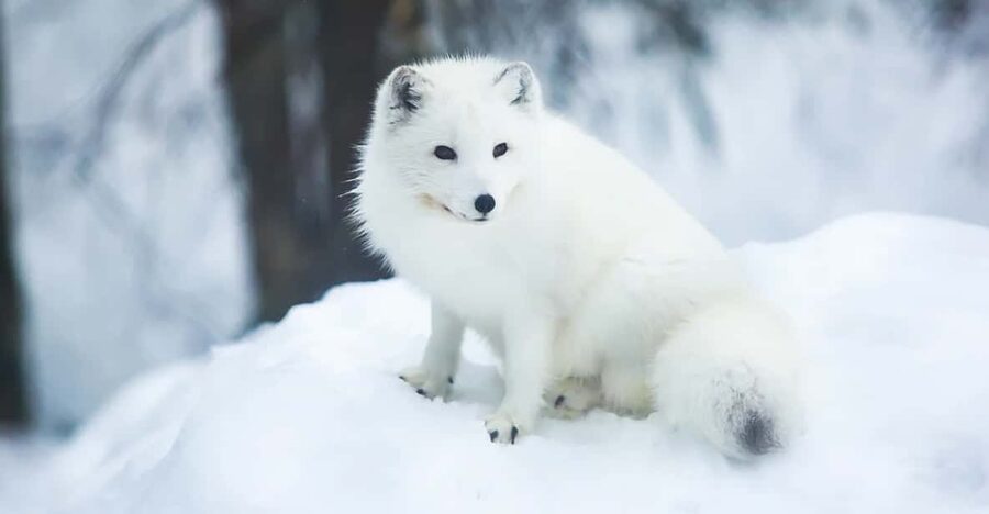 Rovaniemi: Arctic Animals Sleigh Rides and Wildlife Zoo - The good and the less good