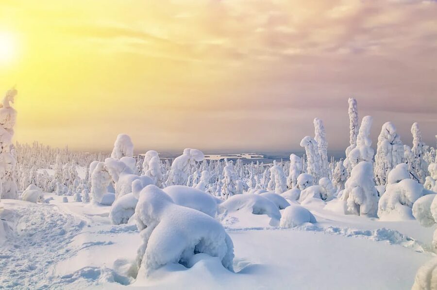 Rovaniemi: Arctic Animals Sleigh Rides and Wildlife Zoo - Starting from Rovaniemi and meeting your guide