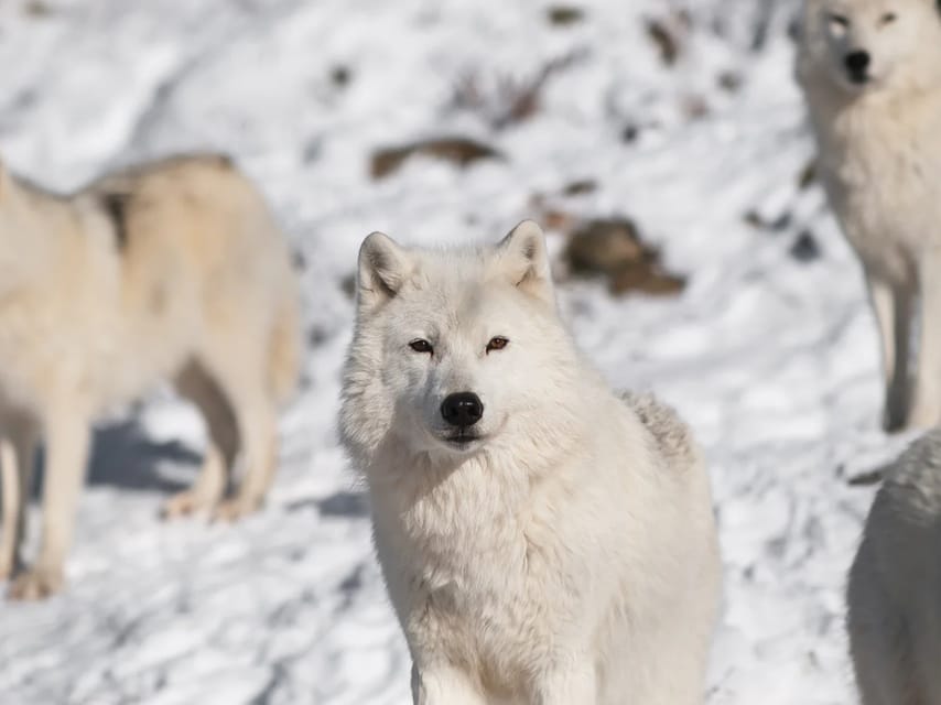 Rovaniemi: Arctic Animals Sleigh Rides and Wildlife Zoo - Reindeer sleigh riding and a closer look at local life
