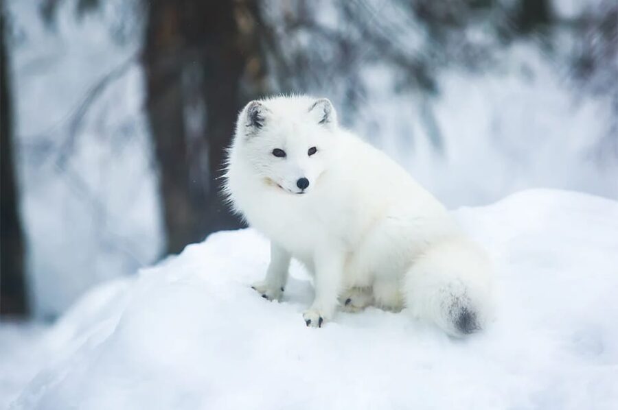 Rovaniemi: Arctic Animals Sleigh Rides and Wildlife Zoo - A Lappish buffet in the forest