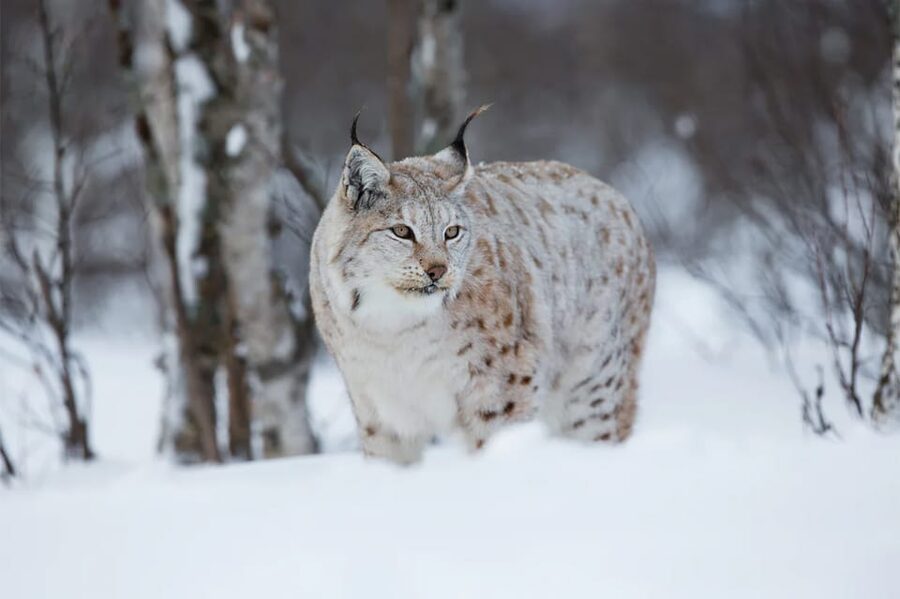Rovaniemi: Arctic Animals Sleigh Rides and Wildlife Zoo - Is $340 per person fair value?