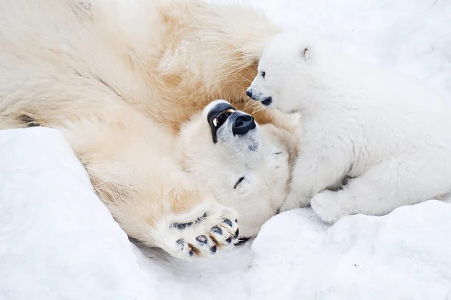 Rovaniemi: Arctic Animals Sleigh Rides and Wildlife Zoo - What to wear and how to prepare