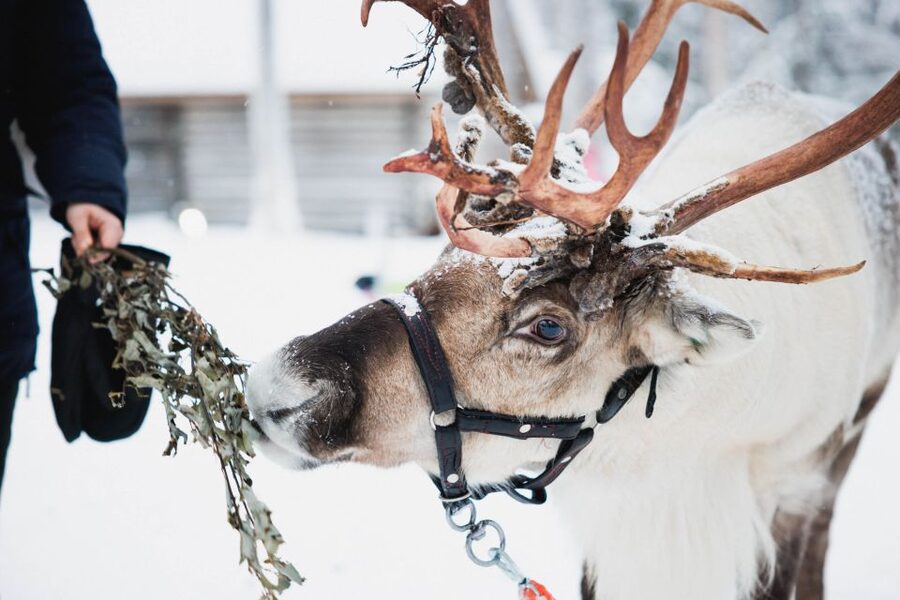 Rovaniemi: Arctic Circle Highlights by Snowmobile - Why this tour works so well in Rovaniemi