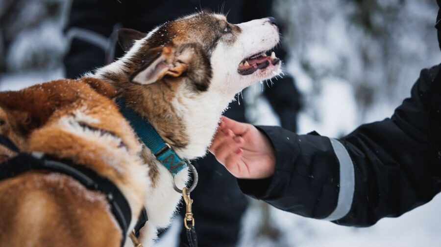 Rovaniemi: Arctic Circle Highlights by Snowmobile - Meeting reindeer and learning about herding