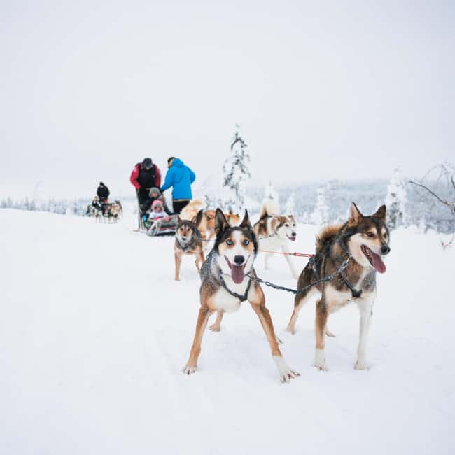 Rovaniemi: Arctic Circle Long Trail Husky Adventure - Warm Drinks, Winter Clothing, and Practical Comfort