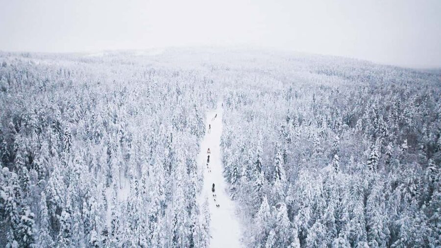 Rovaniemi: Arctic Circle Long Trail Husky Adventure - Who Will Enjoy This Most