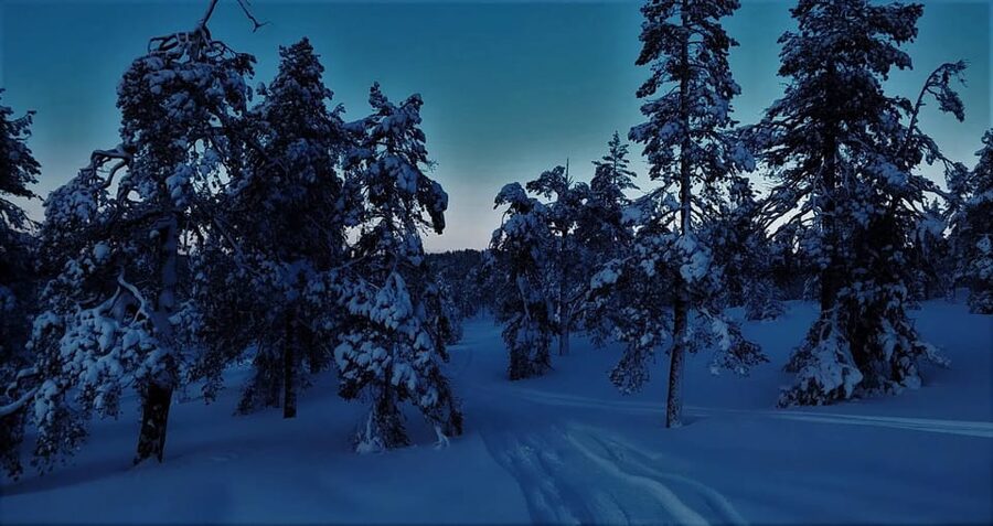 Rovaniemi: Aurora Hunting Tour in the Forest with Hot Drinks - What the three-hour Aurora tour is really about