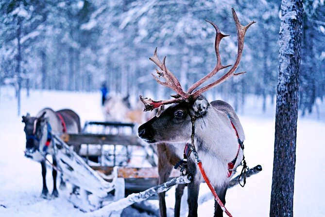 Rovaniemi: Authentic Lapland Reindeer Farm Visit & Sled Ride - A small farm visit with a very old family connection