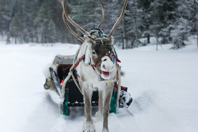 Rovaniemi: Authentic Lapland Reindeer Farm Visit & Sled Ride - Why the small group matters