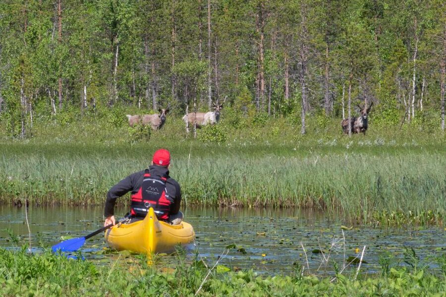 Rovaniemi: Authentic Reindeer Farm & Canoeing - Key points to know before booking