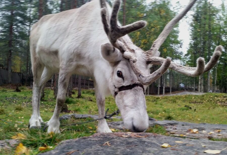 Rovaniemi: Authentic Reindeer Farm & Canoeing - Meeting the reindeer beside the lake