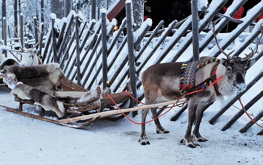 Rovaniemi: Authentic Reindeer Farm Visit & Short Sleigh Ride - Key points to know before booking