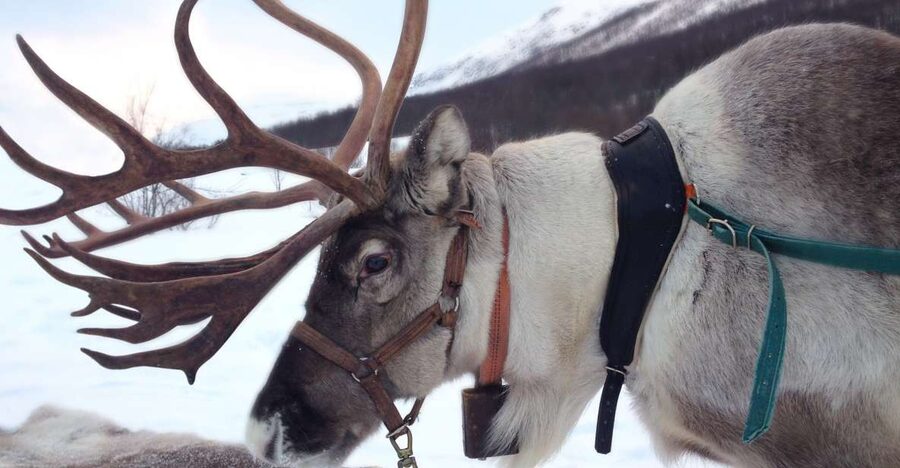 Rovaniemi: Authentic Reindeer Farm Visit & Short Sleigh Ride - From Rovaniemi to an old reindeer farm