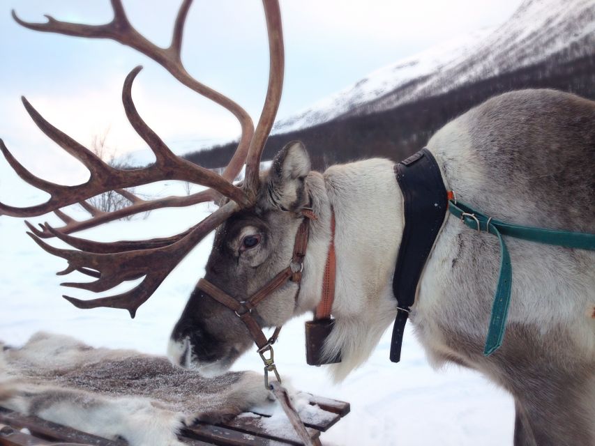 Rovaniemi: Authentic Reindeer Farm Visit & Short Sleigh Ride - The 400-meter sleigh ride