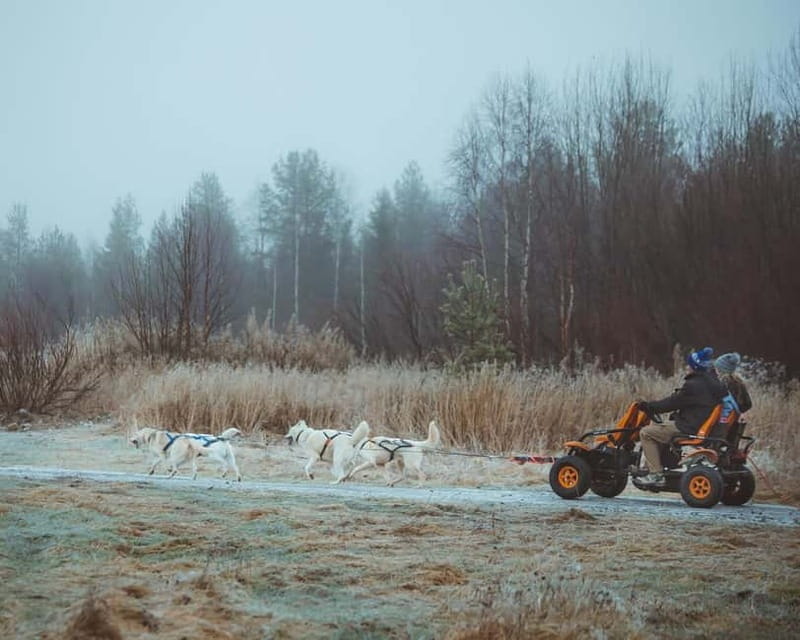 Rovaniemi: Autumn Husky Ride on Wheels - Key points to know before booking