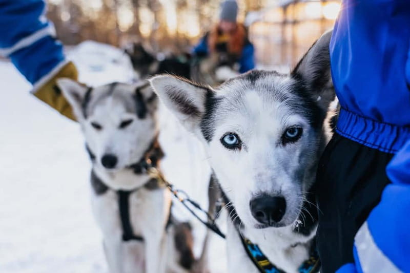 Rovaniemi: Autumn Husky Ride on Wheels - Why an autumn husky cart ride makes sense