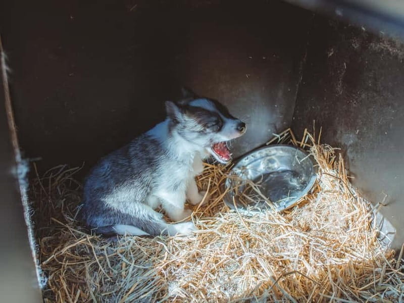 Rovaniemi: Autumn Husky Ride on Wheels - Hot berry juice, snacks, and husky stories