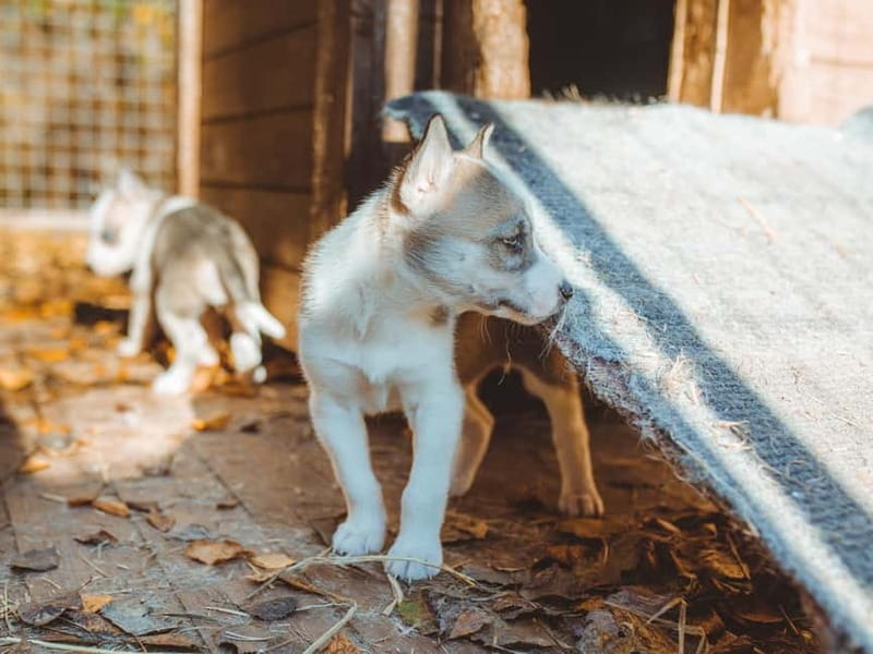 Rovaniemi: Autumn Husky Ride on Wheels - Is $169 a fair price?