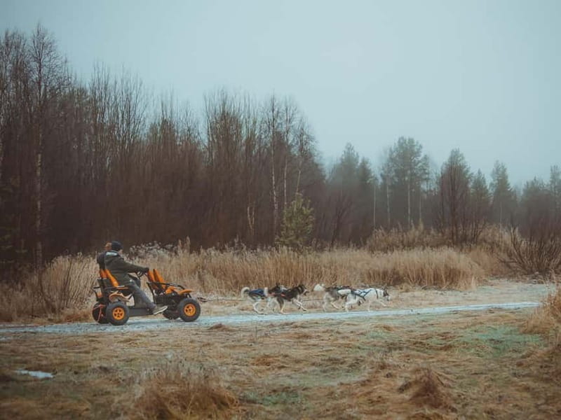 Rovaniemi: Autumn Husky Ride on Wheels - Who should book this activity?