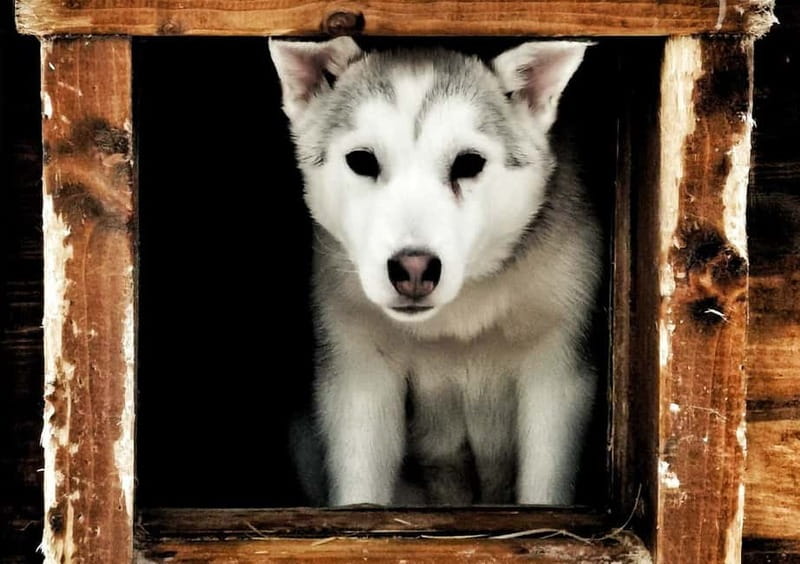 Rovaniemi: Autumn Husky Ride on Wheels - From Rovaniemi to Apukka Resort