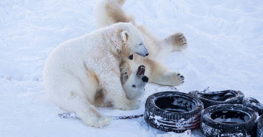 Rovaniemi: Day at Ranua Wildlife Park Arctic Zoo - Key points at a glance