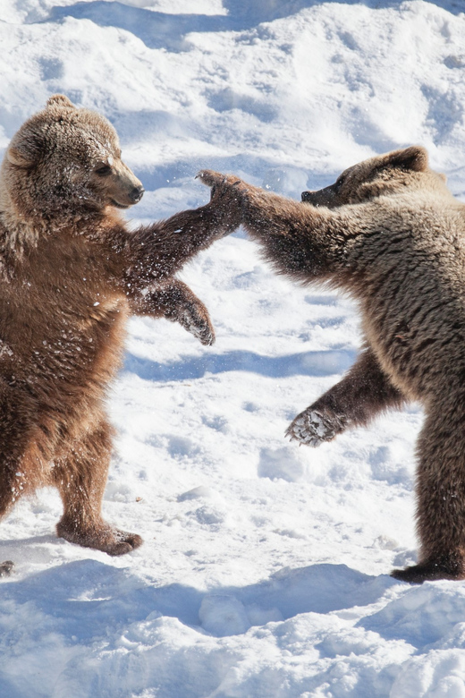 Rovaniemi: Day at Ranua Wildlife Park Arctic Zoo - Why Ranua makes sense as a Rovaniemi day trip