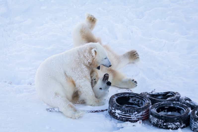 Rovaniemi: Day at Ranua Wildlife Park Arctic Zoo - Is $176 a fair price?