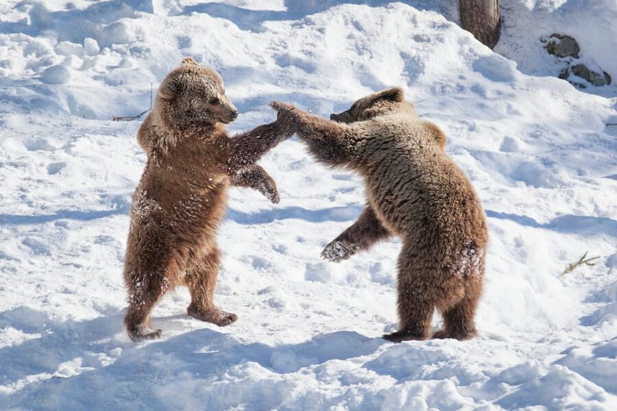 Rovaniemi: Day at Ranua Wildlife Park Arctic Zoo - Who will enjoy this outing most