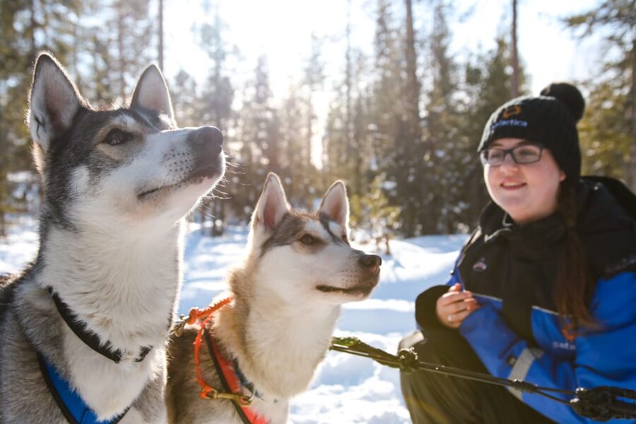 Rovaniemi: Daytime Husky Safari - From Rovaniemi Pickup to the Husky Kennel