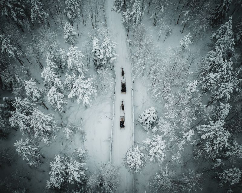 Rovaniemi: Daytime Reindeer Sleigh Ride - Key points to know before booking
