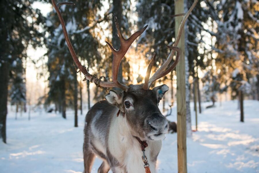 Rovaniemi: Daytime Reindeer Sleigh Ride - Visiting the reindeer farm before the sleigh ride