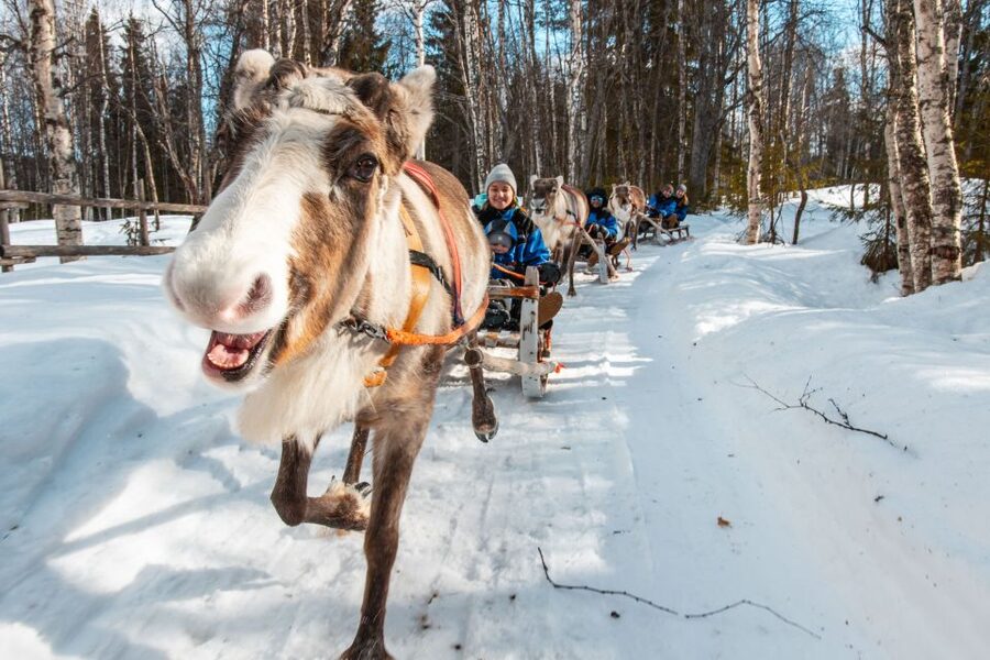 Rovaniemi: Daytime Reindeer Sleigh Ride - Cold-weather comfort and what to wear