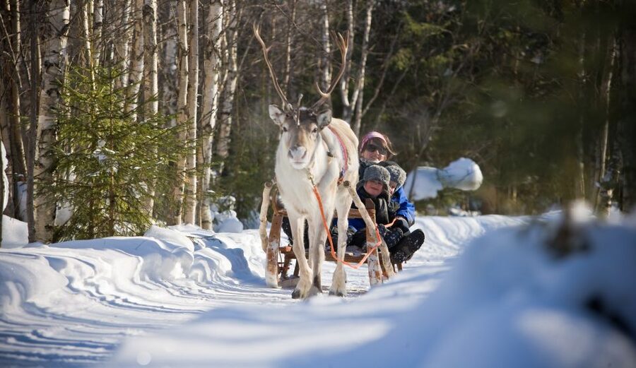 Rovaniemi: Daytime Reindeer Sleigh Ride - Language, group feel, and family appeal