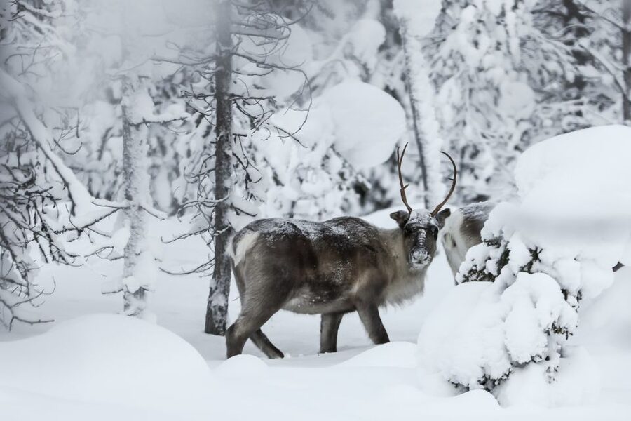 Rovaniemi: Daytime Reindeer Sleigh Ride - Meeting Safartica in central Rovaniemi